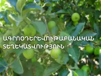 Նախալեռնային շրջաններում աշնանացան ցորենը ծաղկել է